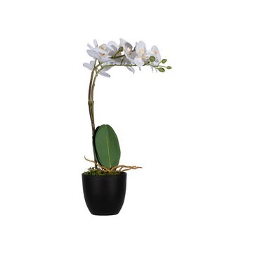 PAPERFLOW Plante artificielle "orchidée", (H)400 mm, blanc