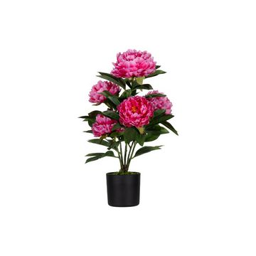 PAPERFLOW Plante artificielle "pivoine", (H)550 mm, rose