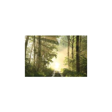 PAPERFLOW Poster mural "Forêt", en plexiglas