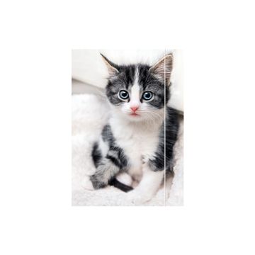 RNK Verlag Carton à dessin "Chaton", A3